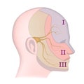 Trigeminal nerve with indication on the face.